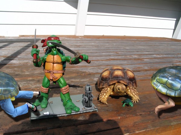 A younger Mr. / Ms. Torty Underbitty chilling out with Leonardo (NECA made throwback to original comic book figures)