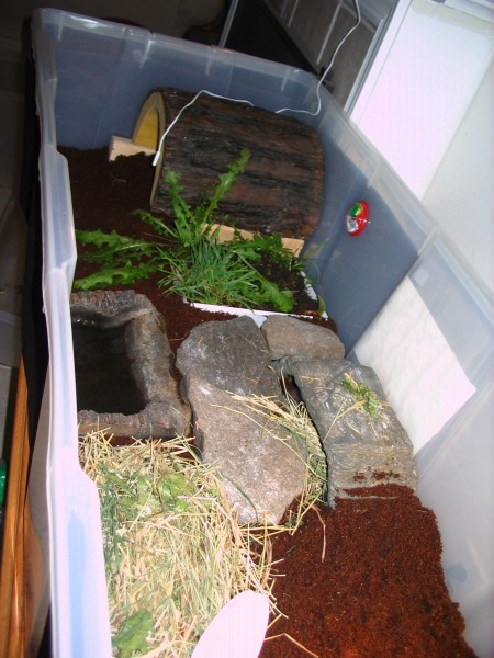 Mr. / Ms. Torty Underbitty old indoor enclosure Version 1 of 3