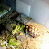 Mr. / Ms. Tortoise Underbite in his old, bad indoor enclosure.